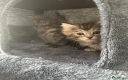 Ragcoon cats for sale: Ragcoon kittens  - Image 3