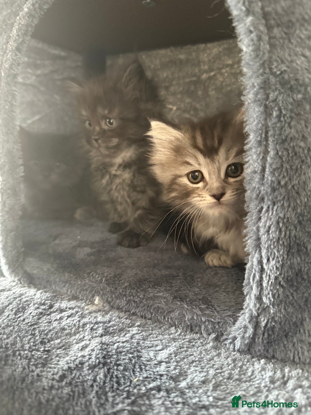 Ragcoon cats for sale: Ragcoon kittens  - Image 3