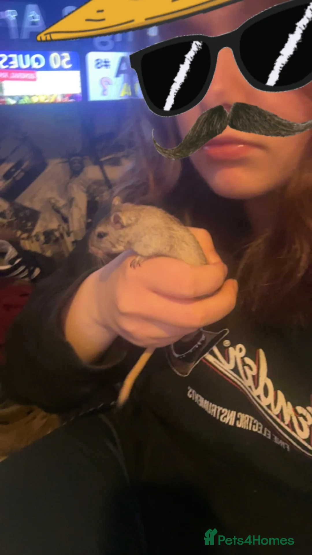 Gerbil rodents for sale: Lone Female Gerbil in Rochdale - Advert 2