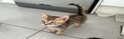 Mixed Breed cats for sale: The Three Musketeers - Advert 13