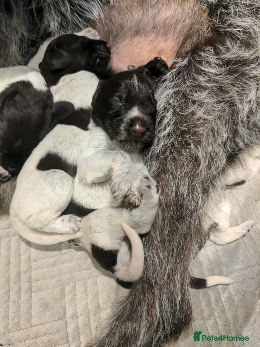 German Wirehaired Pointer dogs for sale: German Wirehaired pointer puppies  - Advert 2