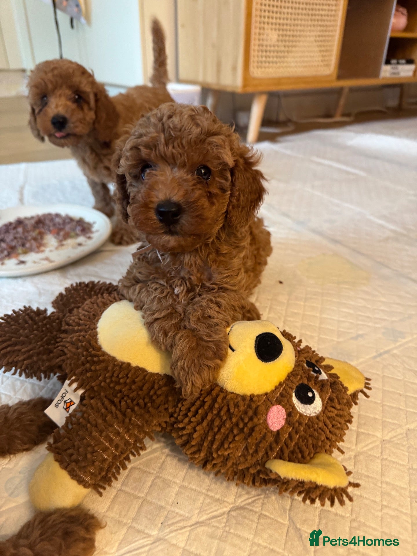 Toy Poodle dogs One girl available 😍 - Advert 4