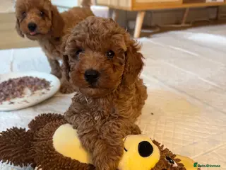 Toy Poodle dogs One girl available 😍 - Advert 4