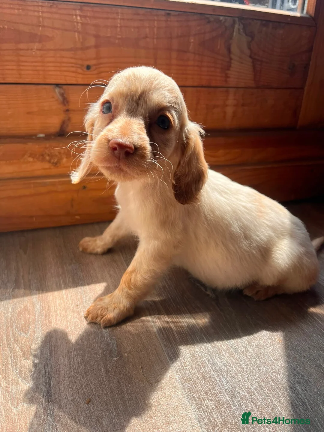 Cockapoo dogs for sale: BEAUTIFUL COCKAPOO PUPPIES READY NOW - Advert 2