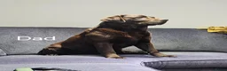 Labrador Retriever dogs for sale: Beautiful Labrador puppies  - Advert 20
