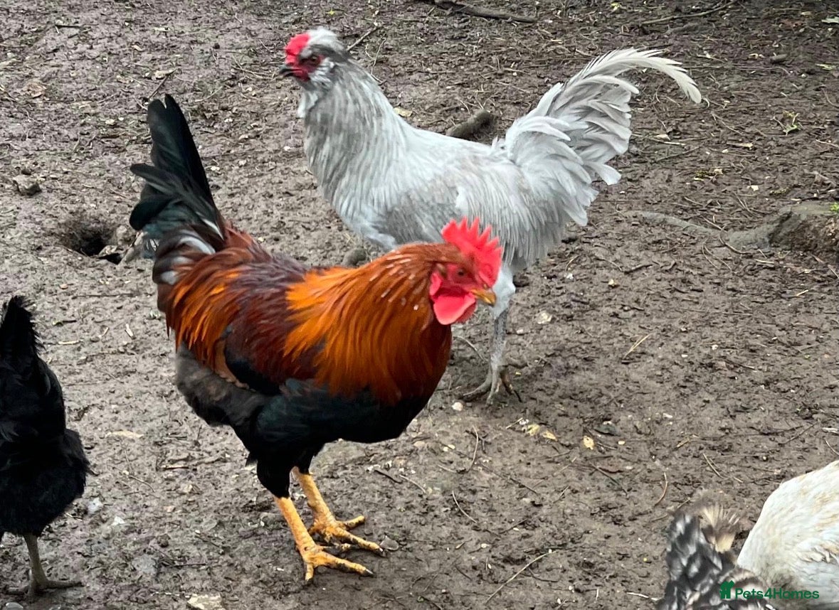 Chickens poultry Cockerel Light Sussex Wellsummer Lavender Araucana - Advert 3