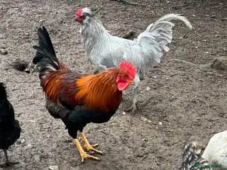 Chickens poultry Cockerel Light Sussex Wellsummer Lavender Araucana - Advert 3
