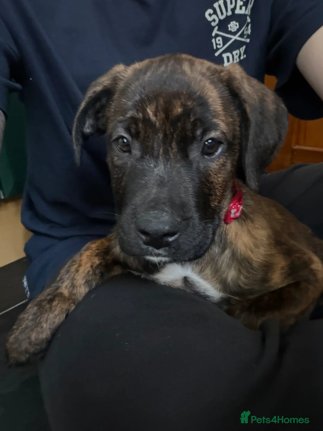 Mixed Breed dogs for sale: Cane corso puppy  - Advert 9