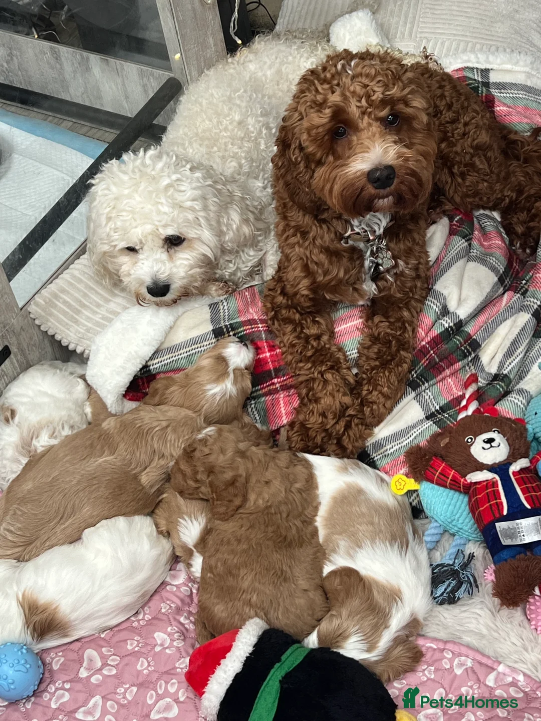 Mixed Breed dogs for sale: Cavapooshion pups  - Advert 5