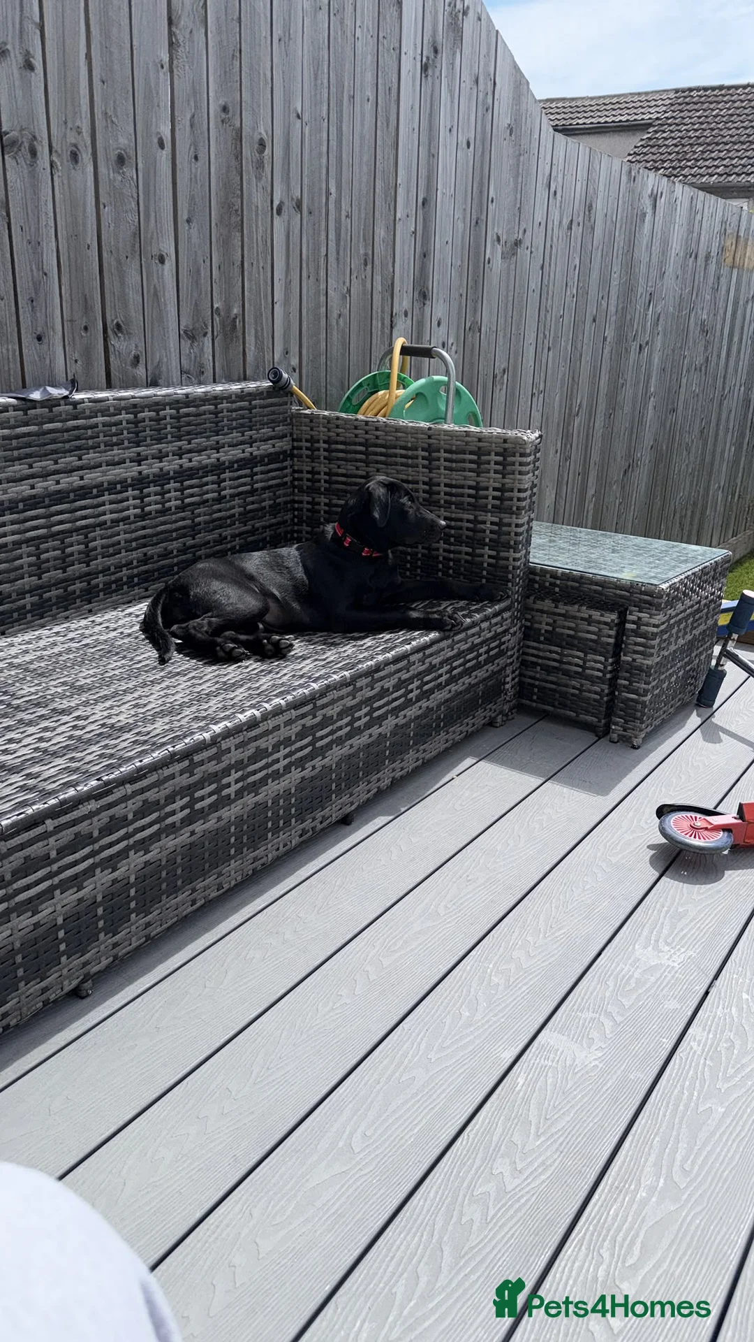 Labrador Retriever dogs for sale: Kc registered female Labrador  - Advert 2