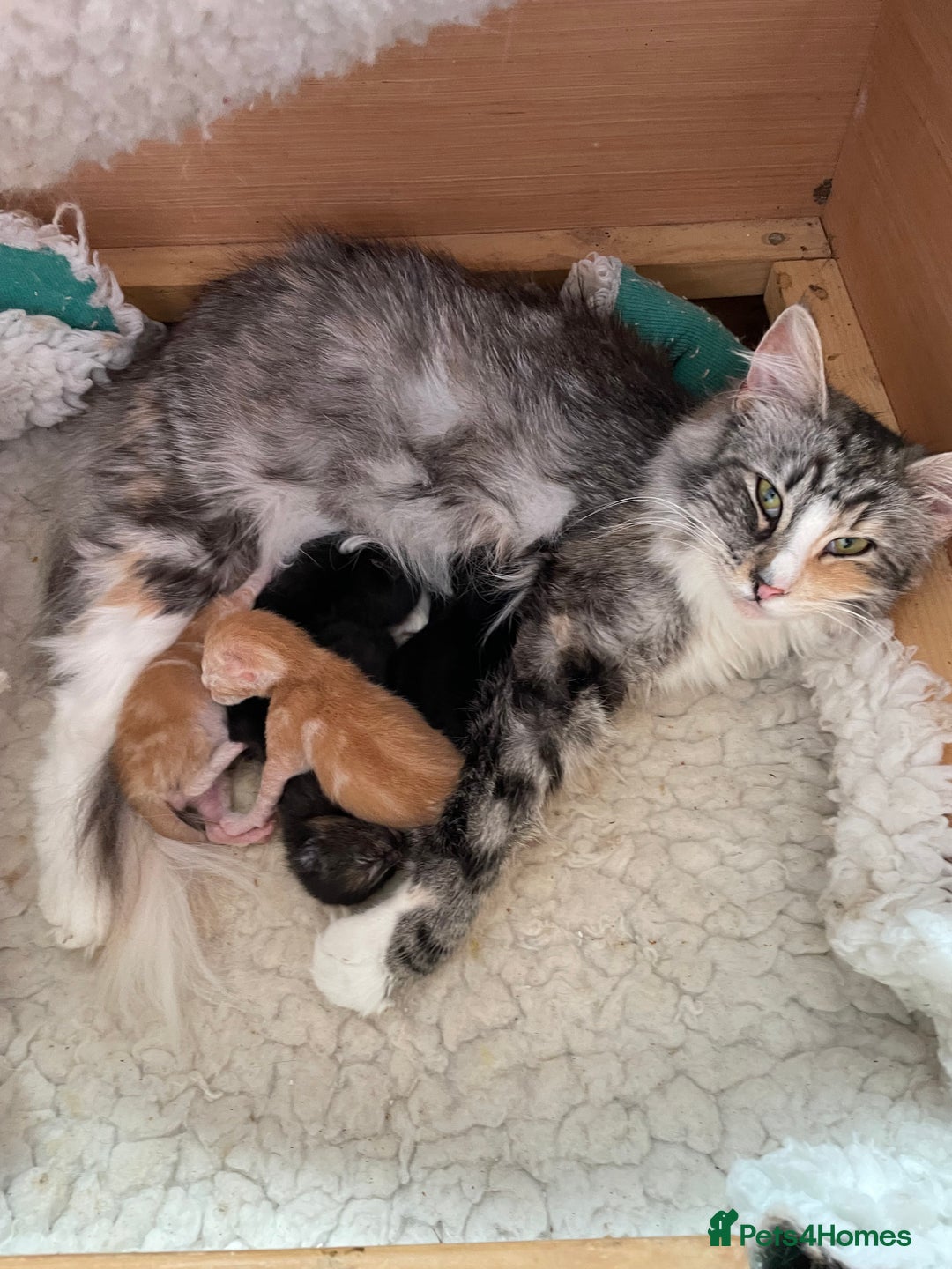 Mixed Breed cats for sale: Kittens for sale - Image 10