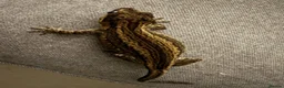 Gecko reptiles for sale: Gargoyle Gecko Female 6 Years old in Stockport - Advert 2