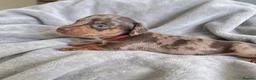 Miniature Dachshund dogs for sale: Miniature Dachshund Puppies - Advert 11
