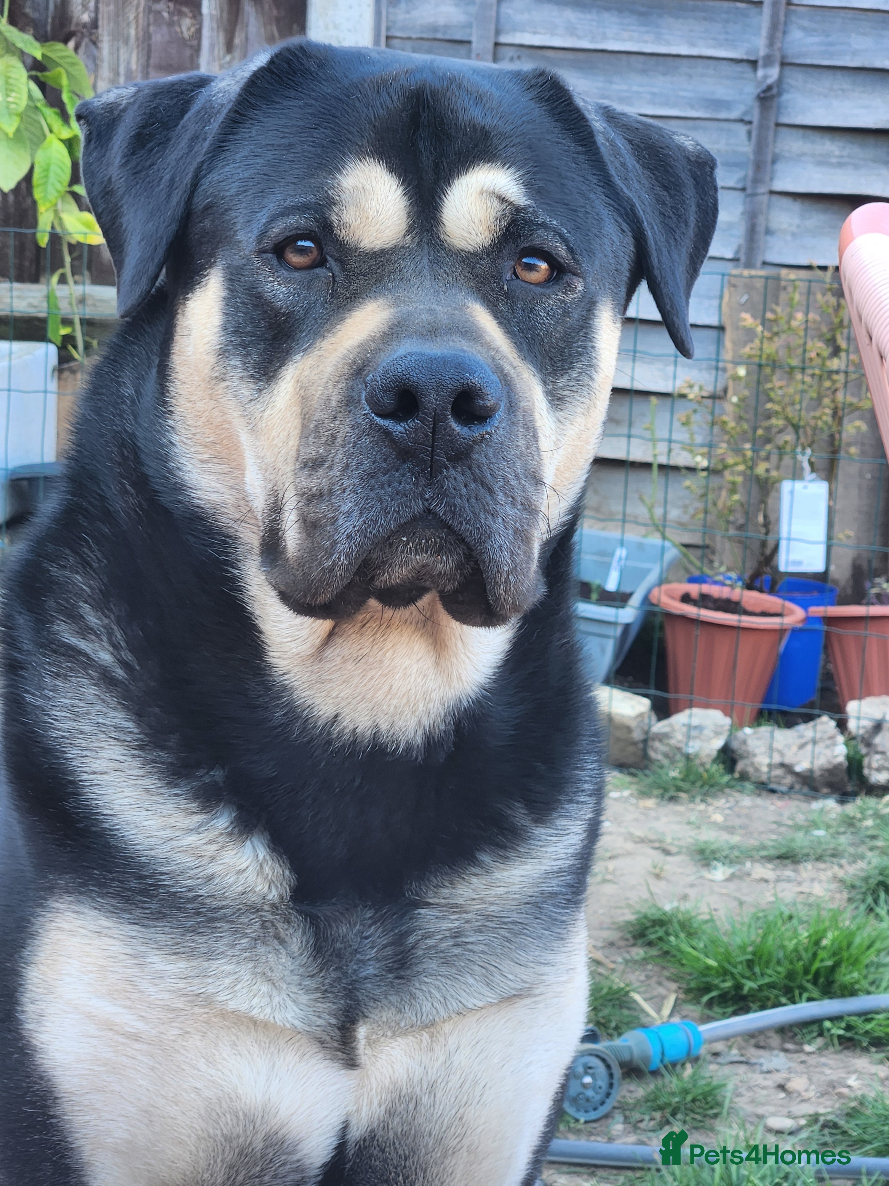 Mixed Breed dogs Deku   - Advert 18