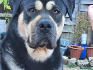 Mixed Breed dogs Deku - Advert 18