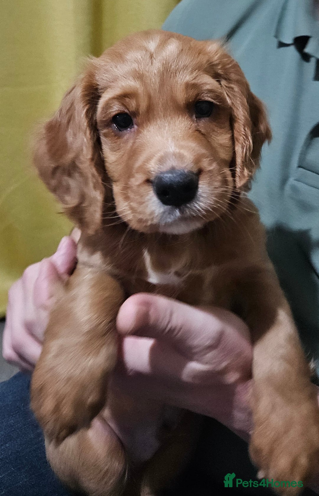Cocker Spaniel dogs for sale: 5 stunning Cocker Spaniel puppies for sale.  - Advert 39