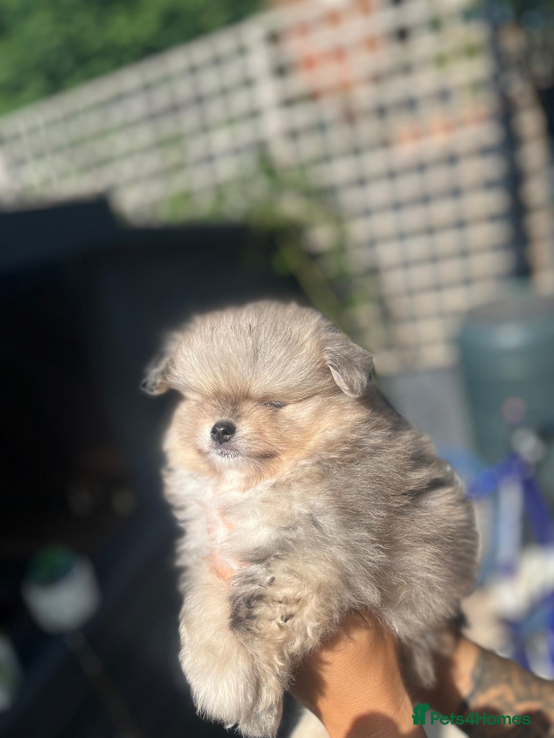 Pomeranian dogs for sale: Miniature teddy Poms  - Image 4