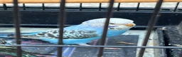 Budgerigars birds for sale: Baby budgie  - Advert 3