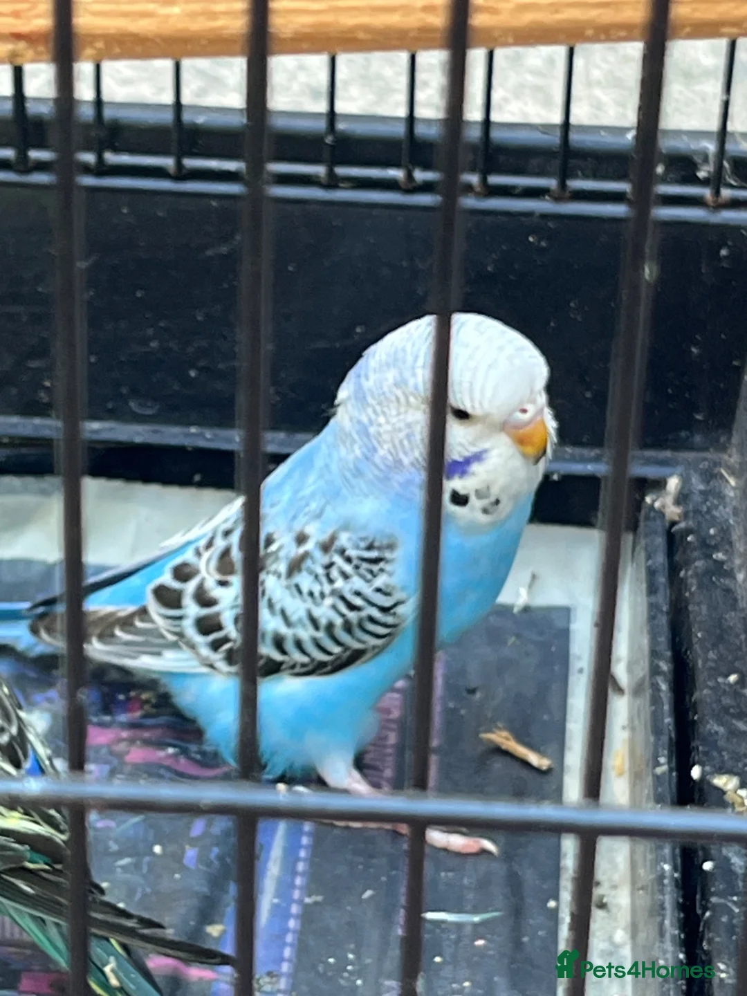 Budgerigars birds for sale: Baby budgie  - Advert 3