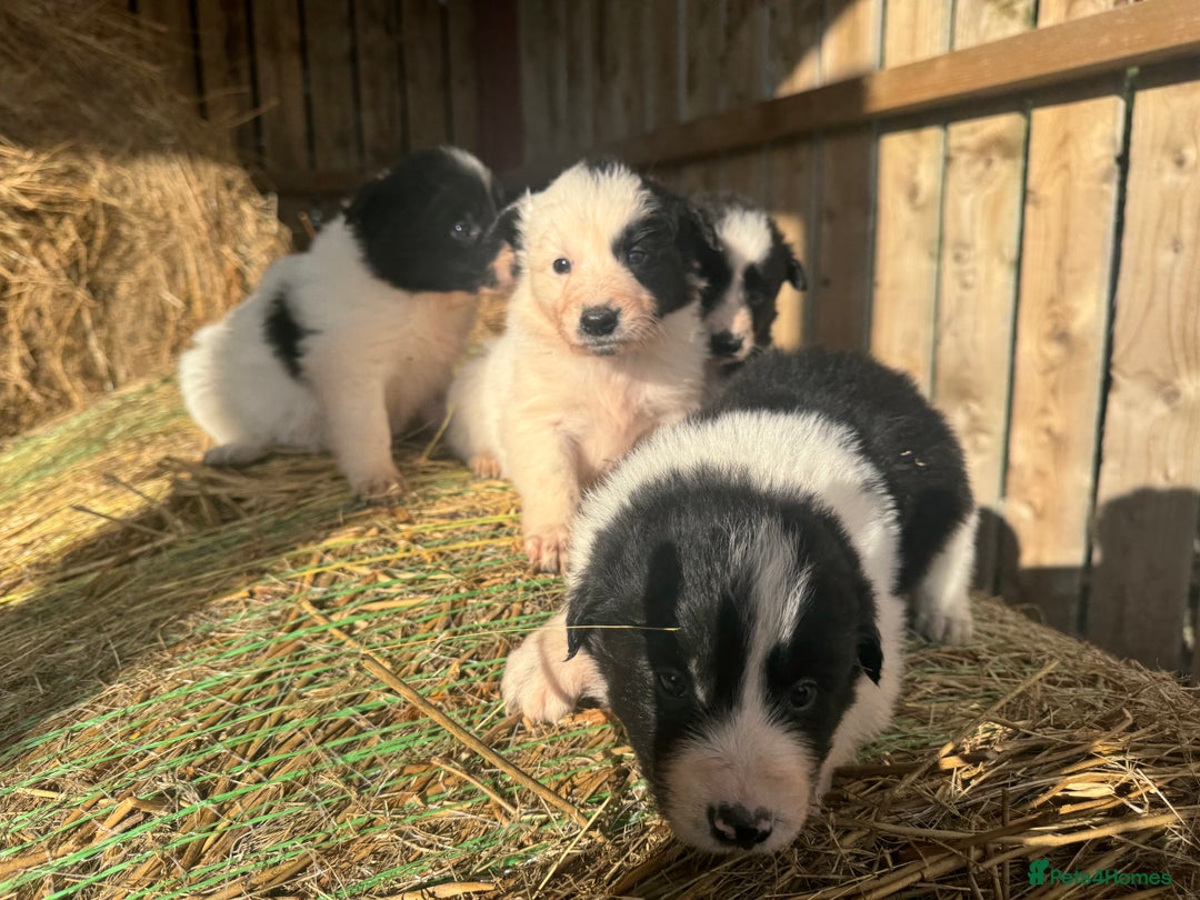 Border Collie dogs for sale: Very cute Border Collie Pups From Working Dogs - Advert 33