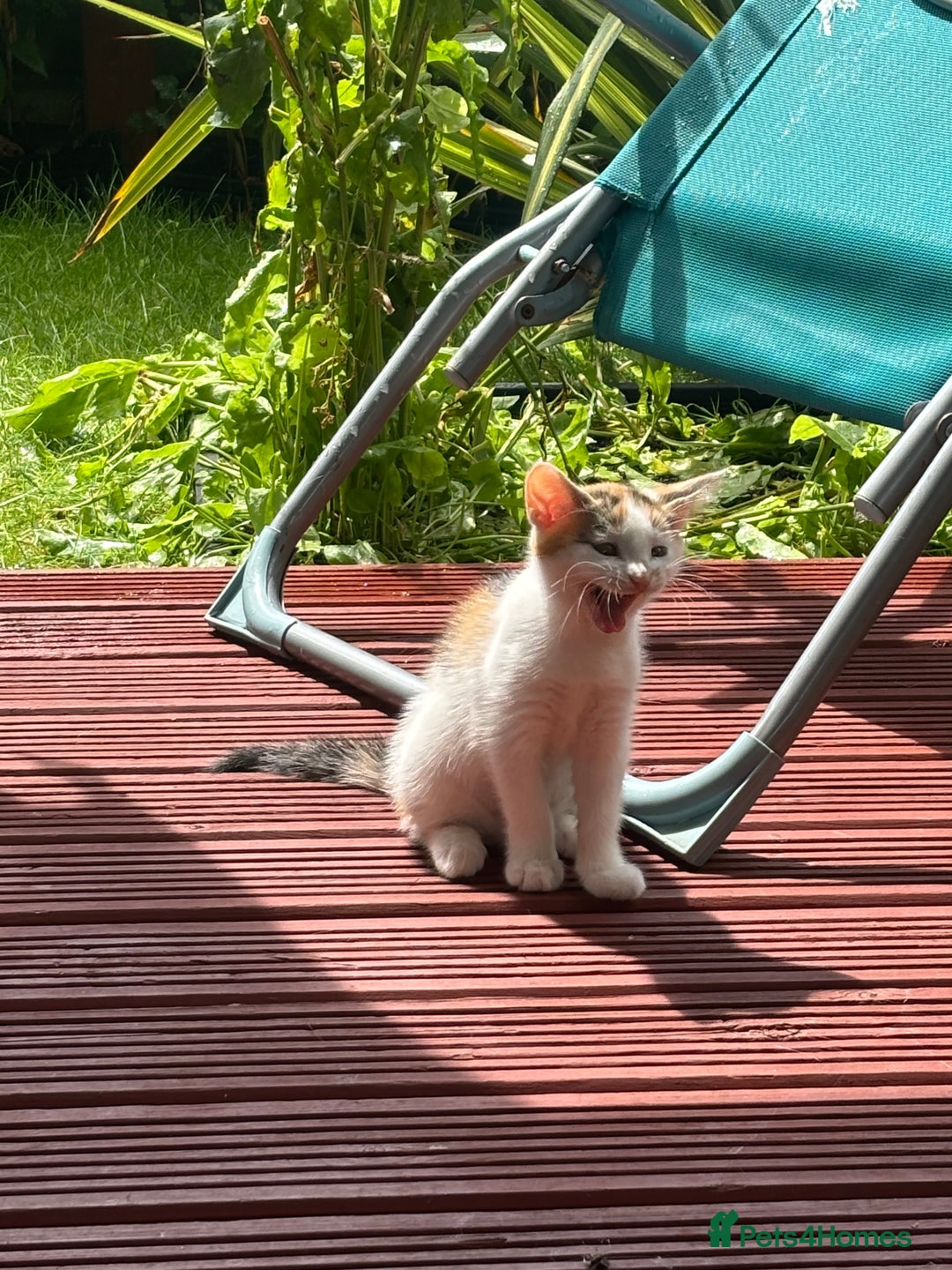 Mixed Breed cats for sale: Adorable little kitten ready to be collected - Image 10