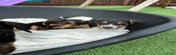 Jack Russell dogs for sale: Jack Russell puppies in Sandy - Advert 3