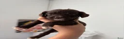 Cocker Spaniel dogs for sale: Stunning cocker puppies  - Advert 4