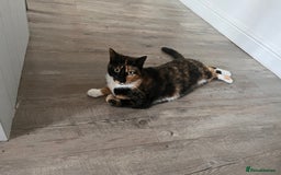 Mixed Breed cats for sale: Heavy heart re-homing  - Image 3