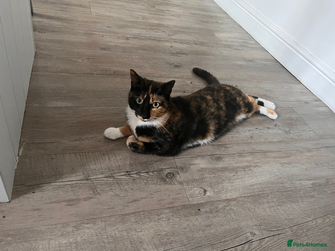 Mixed Breed cats for sale: Heavy heart re-homing  - Image 3