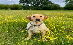 Mixed Breed dogs for sale: Beautiful Labrador × Sprocker Puppies  - Image 5