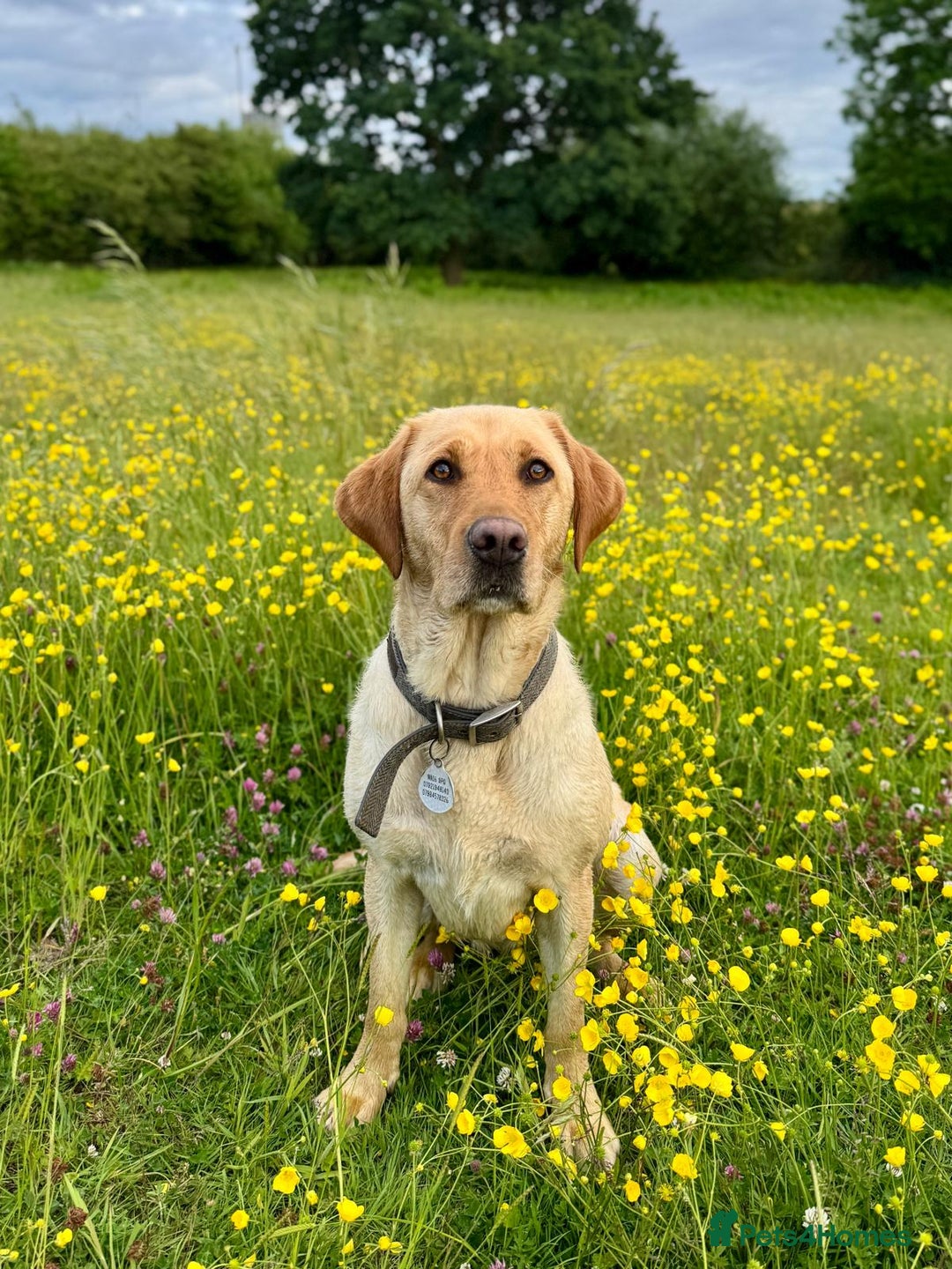 Mixed Breed dogs for sale: Beautiful Labrador × Sprocker Puppies  - Image 5