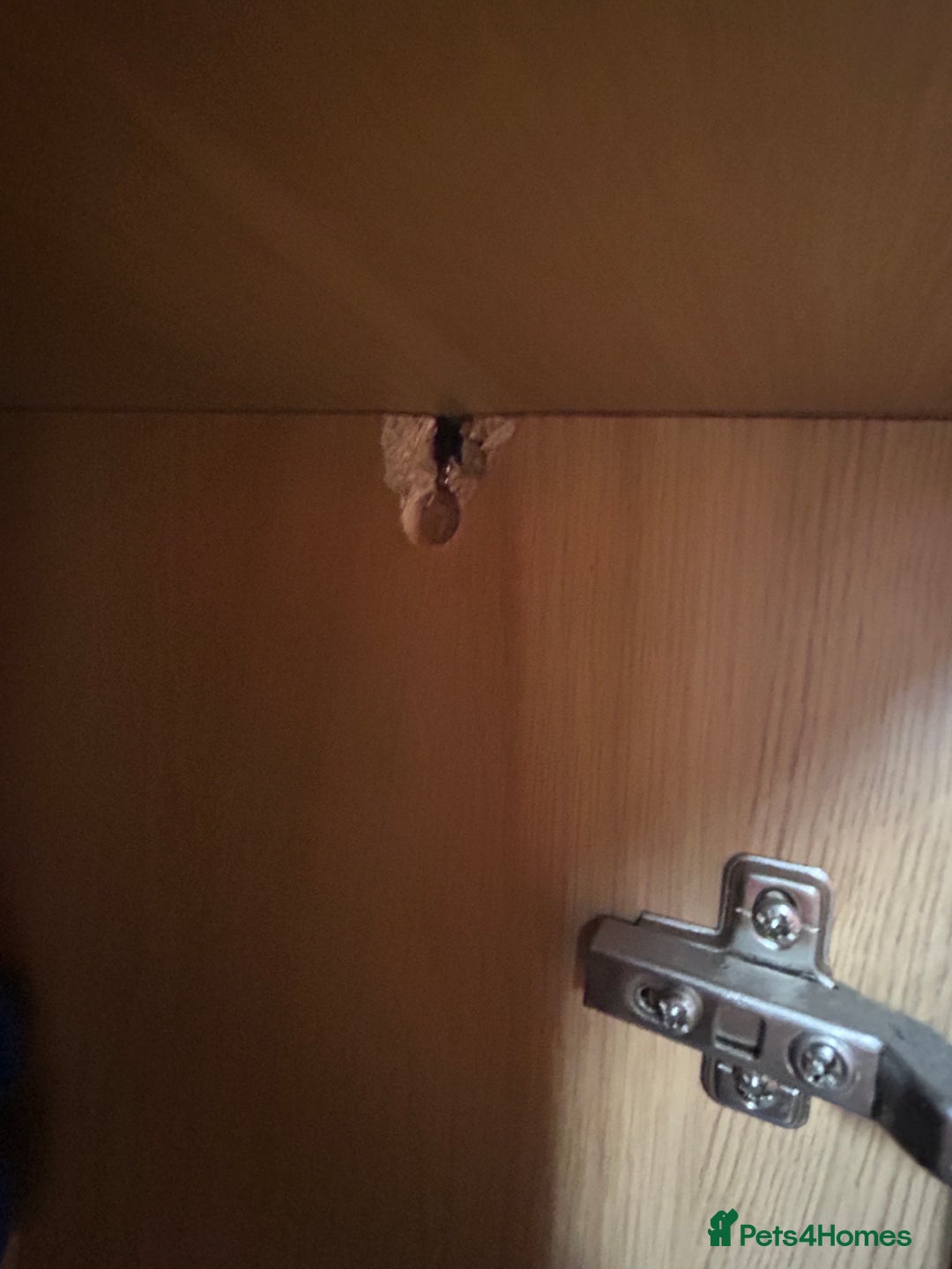 Bearded Dragon reptiles for sale: Bearded dragon and vivarium - Advert 7