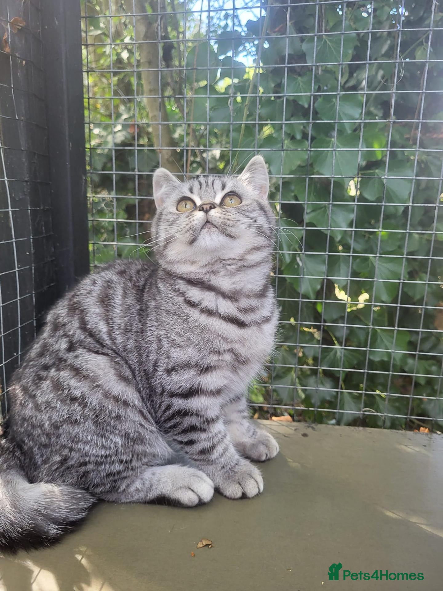 British Shorthair cats 🤍Beautiful Pedigree BSH Silver Mackerel🤍 - Advert 2