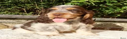 Cocker Spaniel dogs for sale: Extensively Health tested Parents & UNIQUE colours - Advert 8