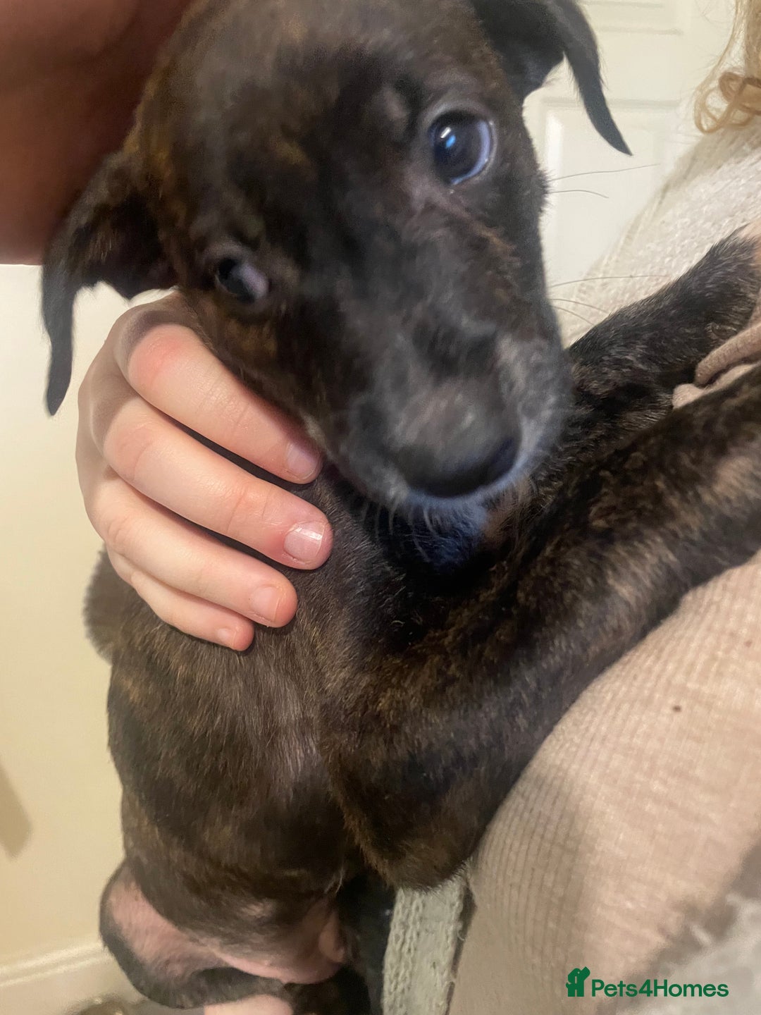 Lurcher dogs for sale: Greyhound/deerhound brindle lurchers - Advert 37