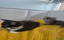 Mixed Breed cats for sale: 2 Kittens  - Image 8