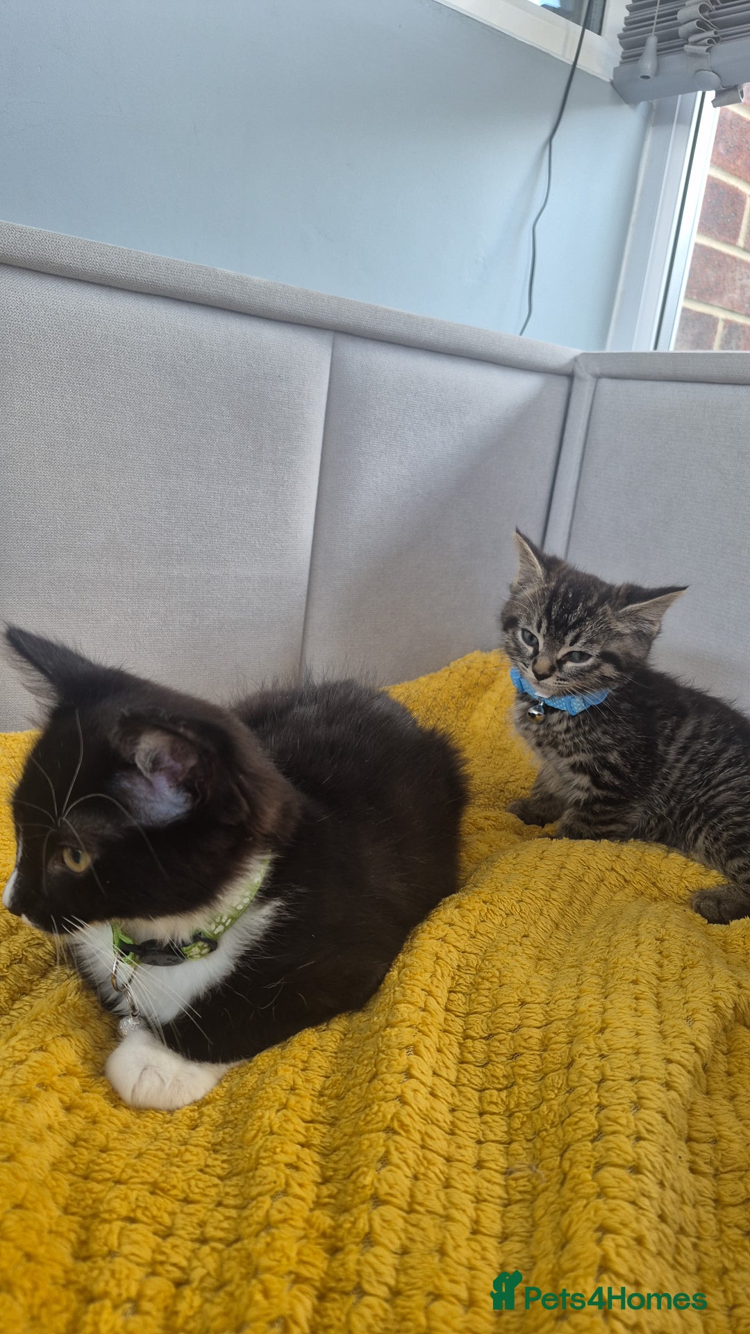 Mixed Breed cats for sale: 2 Kittens  - Image 8
