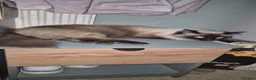 Ragdoll cats for sale: Male brothers Rag Doll  - Advert 3