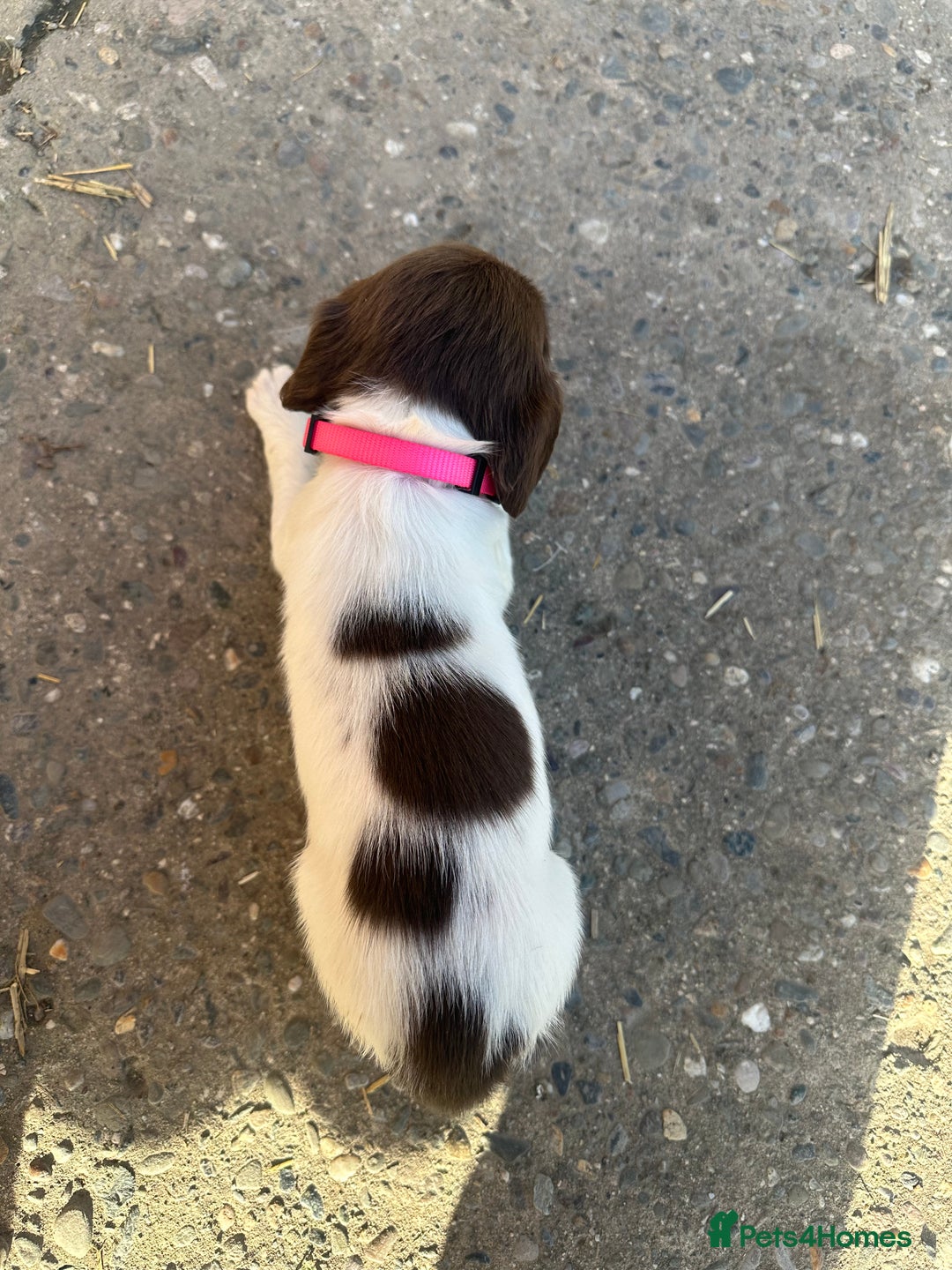 English Springer Spaniel dogs for sale: KC Springer spaniel puppies  - Advert 8