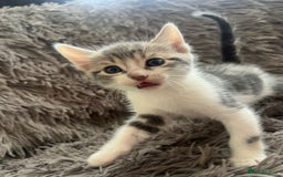 Bengal cats for sale: RUSSIAN BLUE BENGLES - Image 21