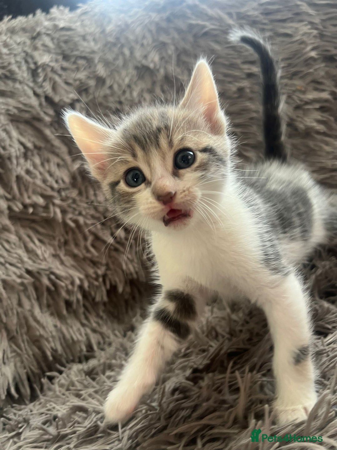 Bengal cats for sale: RUSSIAN BLUE BENGLES - Image 21