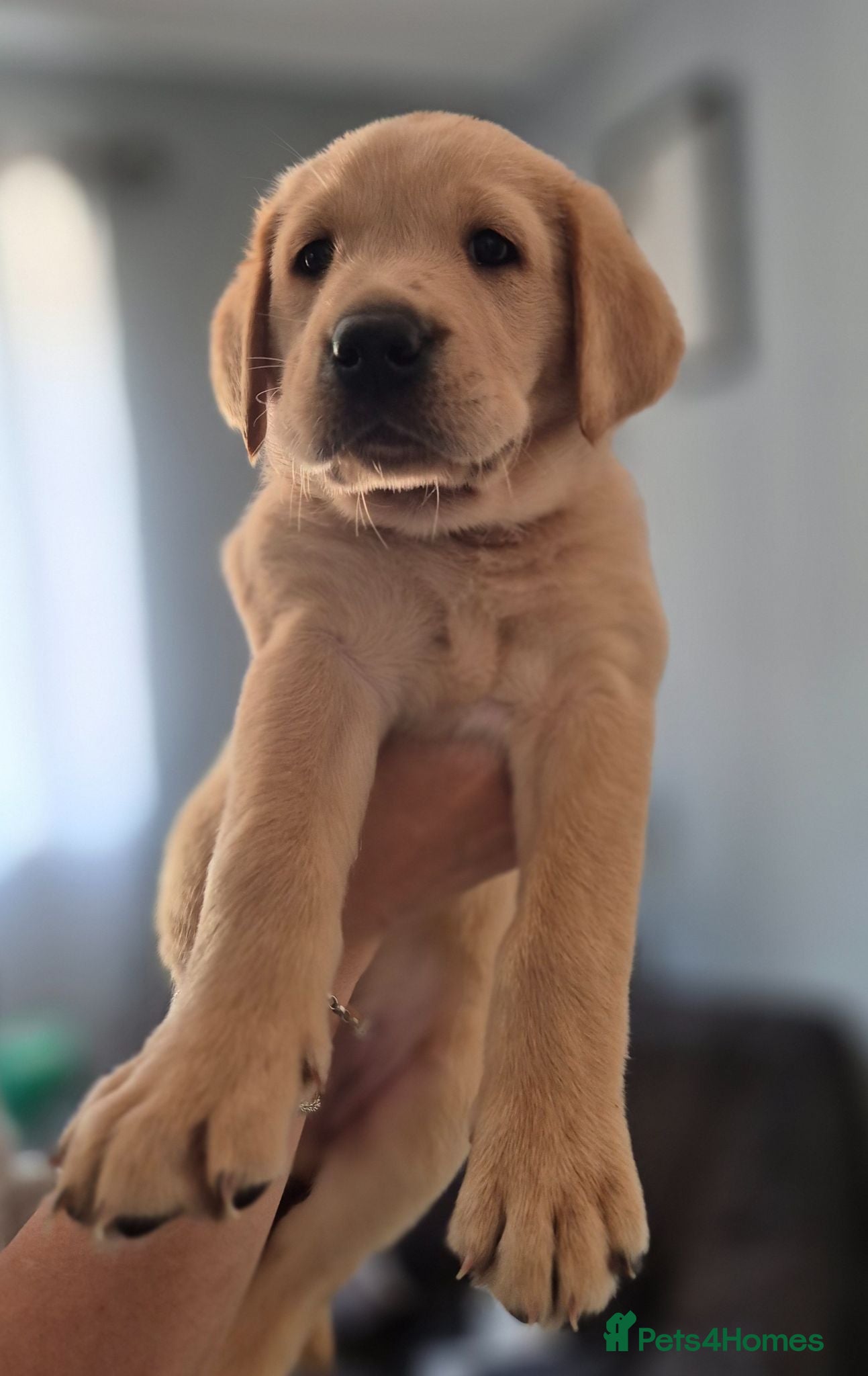 Labrador Retriever dogs Pedigree fox red labrador puppies FTC bloodlines. - Advert 1