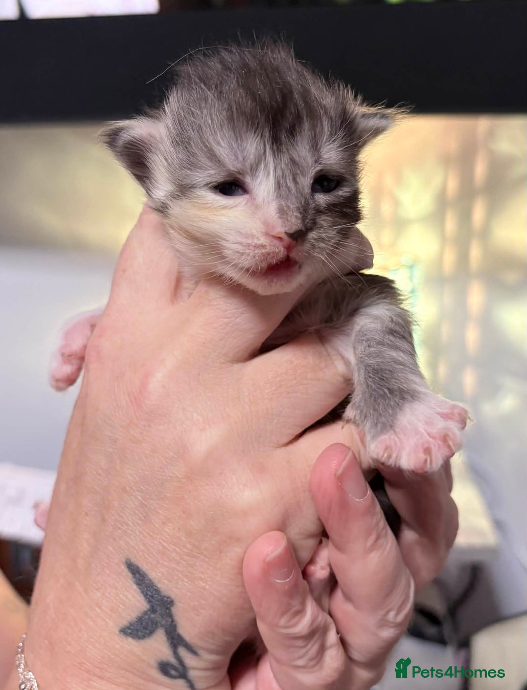 Maine Coon cats for sale: 6 lovely Maine coon kittens  - Advert 5