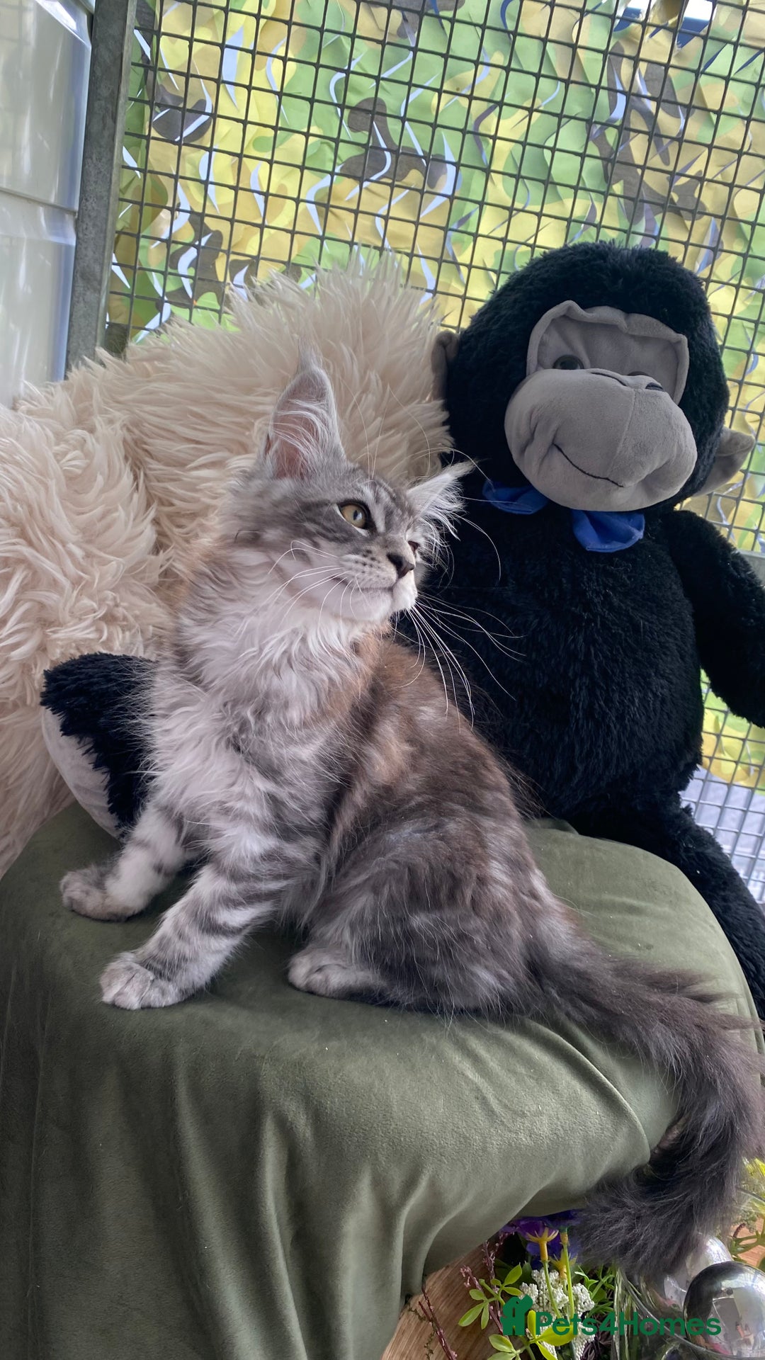 Maine Coon cats for sale: Pedigree registered Maine Coons - Image 24