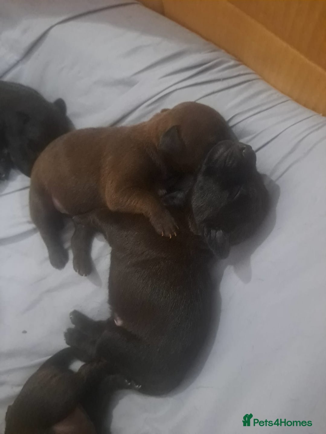 Patterdale Terrier dogs for sale: Patterdale pups - Image 24