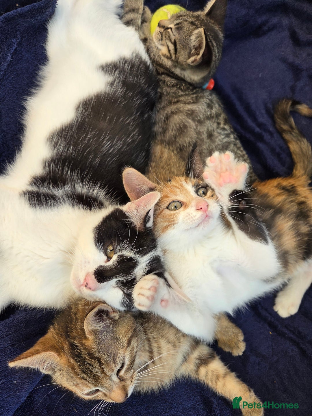 American Shorthair cats for sale: Beautiful 10 Weeks Old Kittens - Image 2