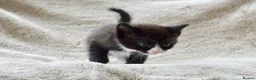 Ragdoll cats for sale: THE MOST BEAUTIFUL KITTENS  - Advert 12
