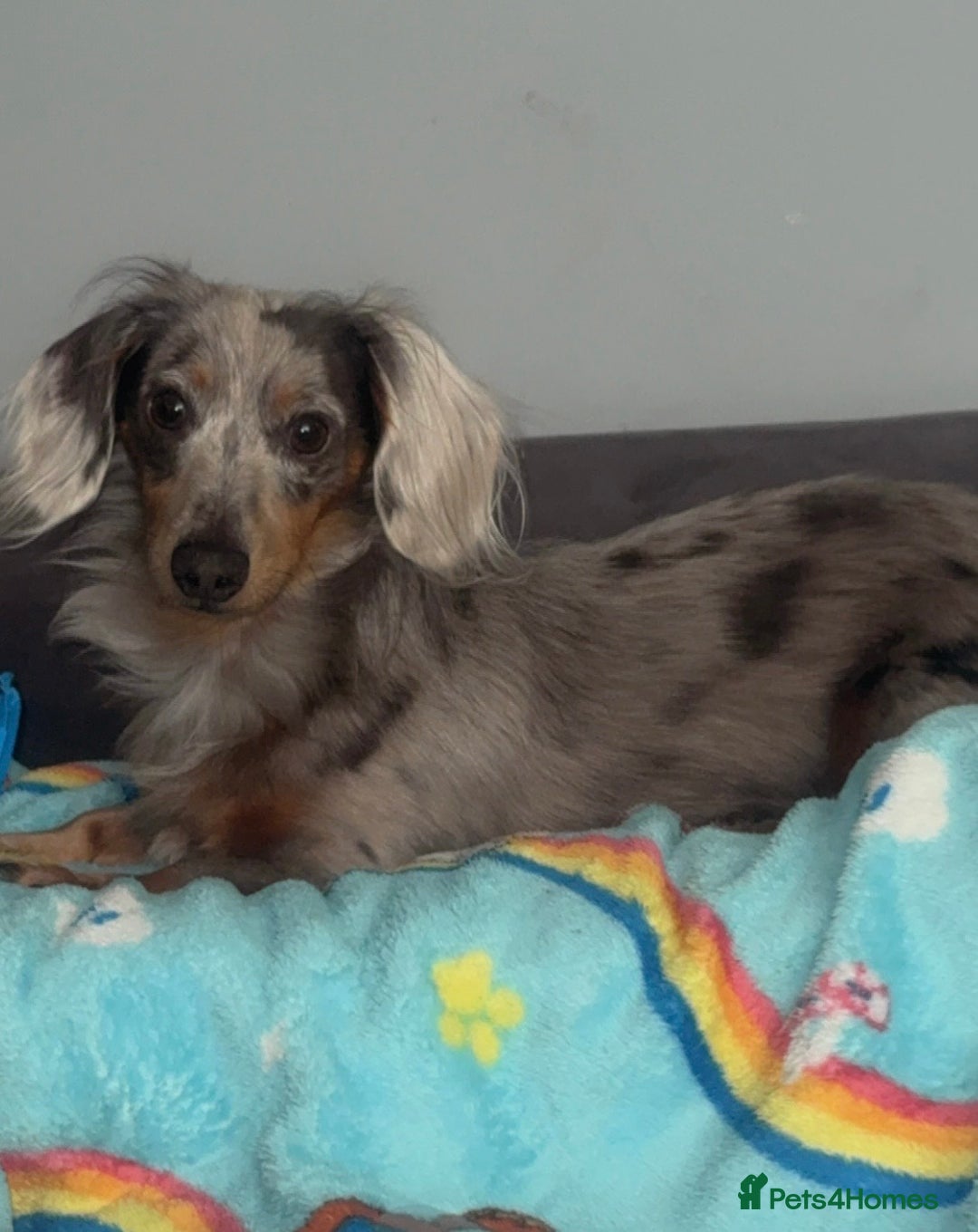 Miniature Dachshund dogs for stud: FOR STUD - Advert 2