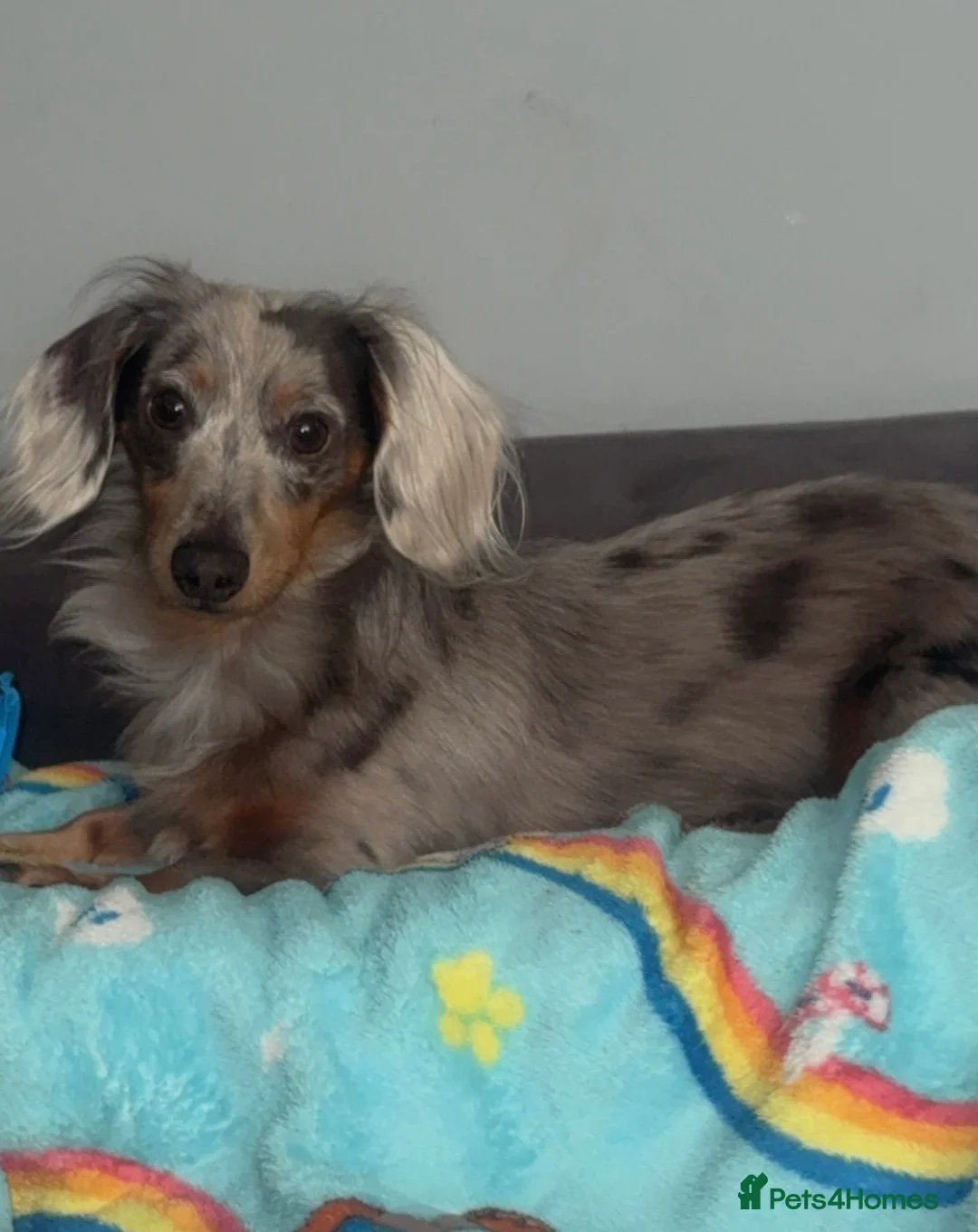 Miniature Dachshund dogs for stud: FOR STUD - Advert 2