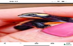 Turtle reptiles for sale: Baby pink bellied side neck turtle - Image 2